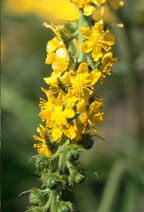 Agrimony